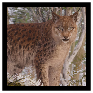 Zzzzz 1786457927lynx — Planet Zoo 2 Animals option 41