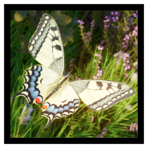 Zzzzz 1786457927swallowtail — Planet Zoo 2 Animals option 90