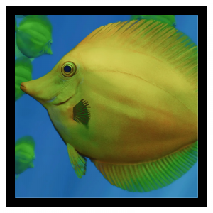 Zzzzz 1786457927yellowtang — Planet Zoo 2 Animals option 130