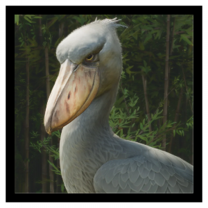 Zzzzz 1786627306shoebill — Planet Zoo 2 Animals option 109