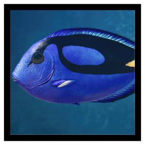 Zzzzz 1787062145surgeonfish — Planet Zoo 2 Animals option 93