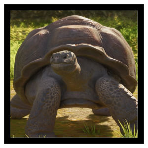Zzzzz 1787062146tortoise — Planet Zoo 2 Animals option 45