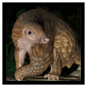Zzzzz 1787666812sundapang — Planet Zoo 2 Animals option 118