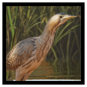Zzzzz 1788272009bittern — Planet Zoo 2 Animals option 39