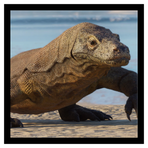 Zzzzz 1788272009komodo — Planet Zoo 2 Animals option 72