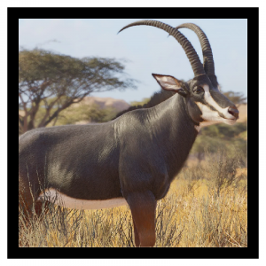 Zzzzz 1788272009sable — Planet Zoo 2 Animals option 102