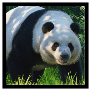 Zzzzz 1789481542panda — Planet Zoo 2 Animals option 52