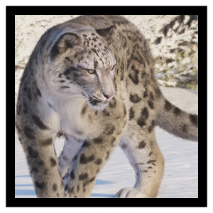 Zzzzz 1789481542snowleop — Planet Zoo 2 Animals option 111
