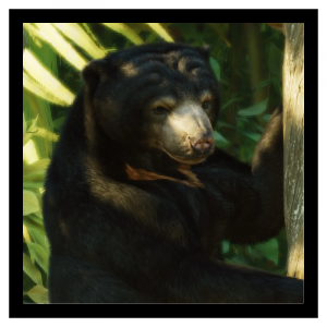 Zzzzz 1789481542sunbear — Planet Zoo 2 Animals option 117
