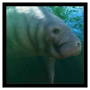 Zzzzz 1790268713manatee — Planet Zoo 2 Animals option 122