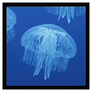 Zzzzz 1790692689moonjelly — Planet Zoo 2 Animals option 83