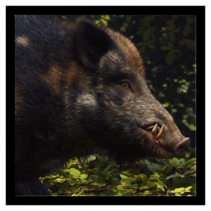 Zzzzz 1790692689wildboar — Planet Zoo 2 Animals option 128