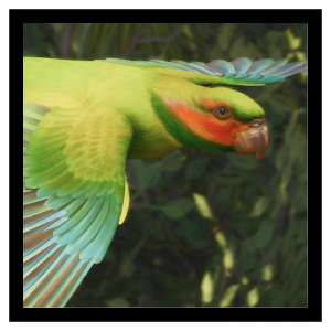 Zzzzz 1790865791longtailkeet — Planet Zoo 2 Animals option 76