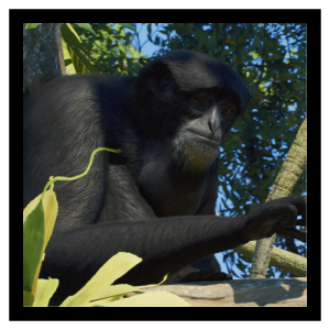 Zzzzz 1791297647siamang — Planet Zoo 2 Animals option 110