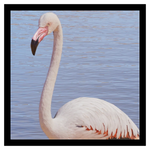 Zzzzz 1791299240falmingo — Planet Zoo 2 Animals option 61