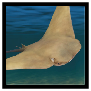 Zzzzz 1791901501cownose — Planet Zoo 2 Animals option 70