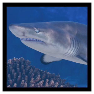 Zzzzz 1791901501sandtiger — Planet Zoo 2 Animals option 106