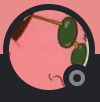 Capture22png — Cherry cool chunguscord option 16