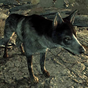 Img1347 — Every Fallout Companion option 39
