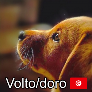 Zzzzz 1685370346tnvoltodoro — ZA Summer 2023 Extended option 241