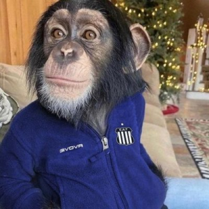 Gaga Irustajpg — Twitter CAT 2023 option 25