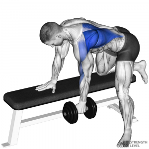 Dumbbell Row — Gym exercises option 26