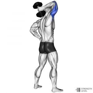 Dumbbell Tricep Extension — Gym exercises option 28