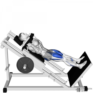 Hack Squat — Gym exercises option 31