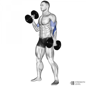 Hammer Curl — Gym exercises option 32