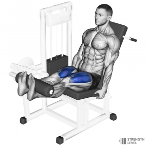Leg Extension — Gym exercises option 40
