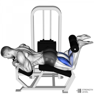 Lying Leg Curl — Gym exercises option 41