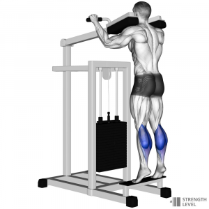 Machine Calf Raise — Gym exercises option 44