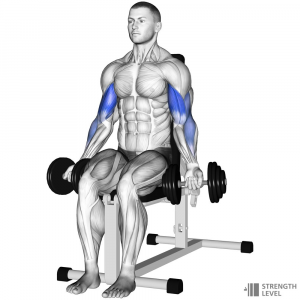 Seated Dumbbell Curl — Gym exercises option 55