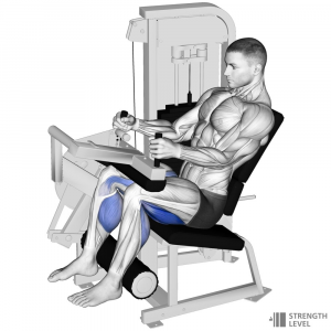 Seated Leg Curl — Gym exercises option 56