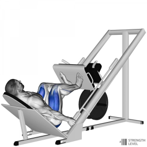 Sled Leg Press — Gym exercises option 57