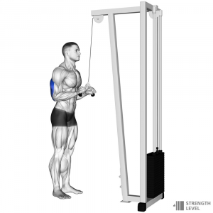 Tricep Pushdown — Gym exercises option 62