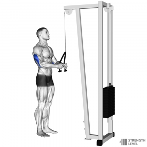 Tricep Rope Pushdown — Gym exercises option 63