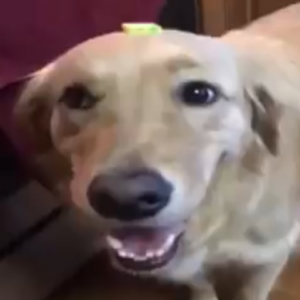 Zz1659195108buttadogjfif — Goofy Ahh Tierlist option 21