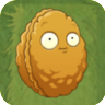 Wall Nut2png — Plants Vs. Zombies Plants (Non-Prenium Plants Only) option 69