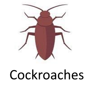 Cockroachjfif — Phobia and Fears List option 22