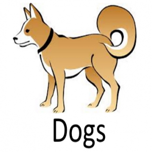 Dogjfif — Phobia and Fears List option 31
