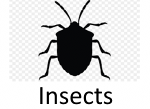 Insectspng — Phobia and Fears List option 56