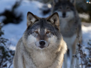 Th 1436472270jpeg — Therian Type Teir List option 11