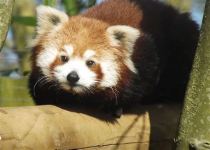 Th 3281839411jpeg — Therian Type Teir List option 33