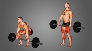 Barbell Deadlift Benefitsjpg — Gym Exercises option 1