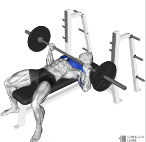 Benchjpg — Gym Exercises option 3
