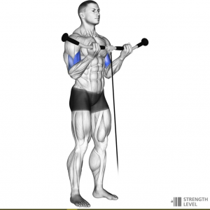 Cable Curljpg — Gym Exercises option 4