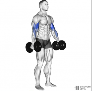 Dbcurljpg — Gym Exercises option 7