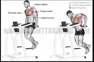 Dipjpg — Gym Exercises option 11