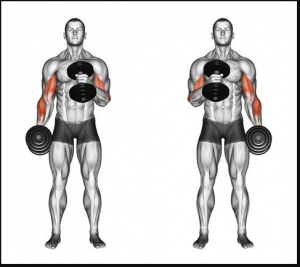 Hammercurljpg — Gym Exercises option 14